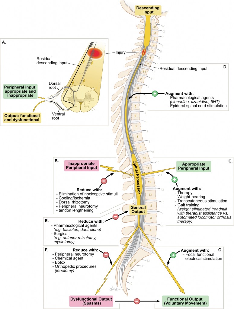Spinal processor